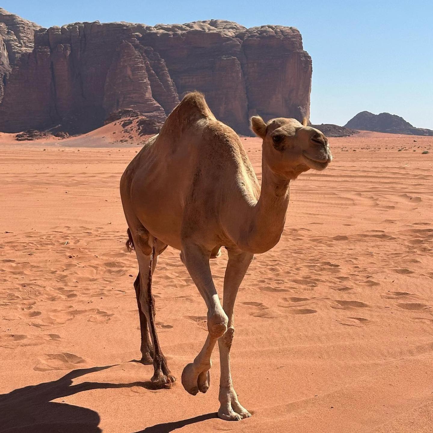 Daniela Camp Wadi Rum Zewnętrze zdjęcie