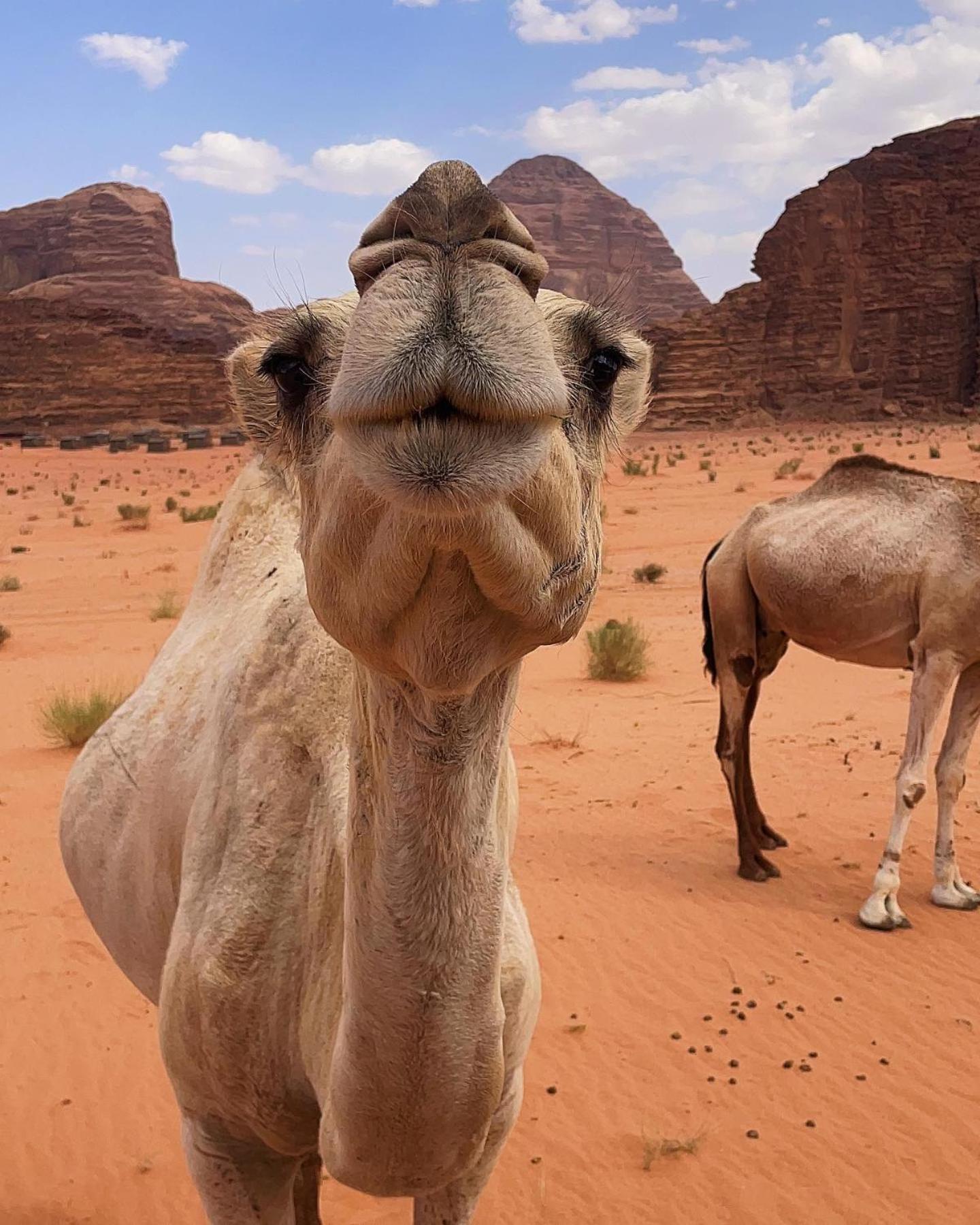Daniela Camp Wadi Rum Zewnętrze zdjęcie